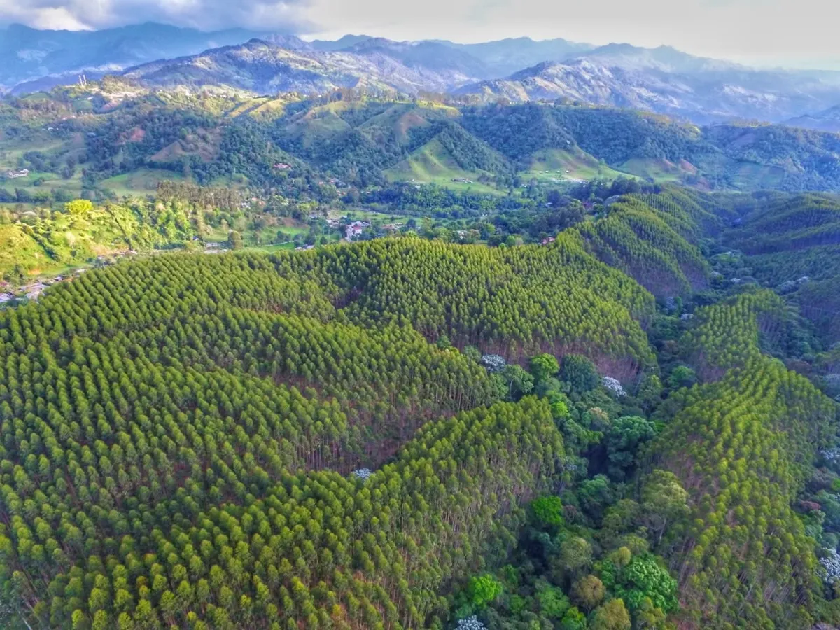 Montañas y bosques del Quindío desde lo alto